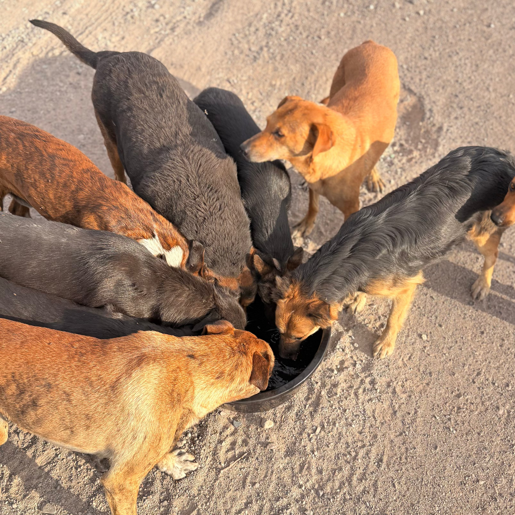 Donación para rescate animal 🐾