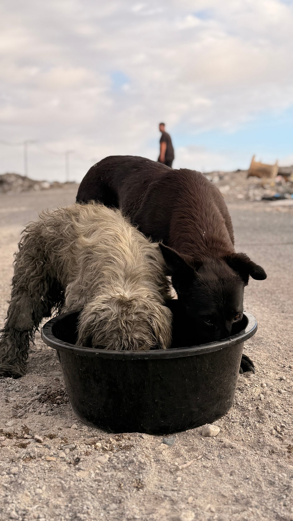 Donación para rescate animal 🐾