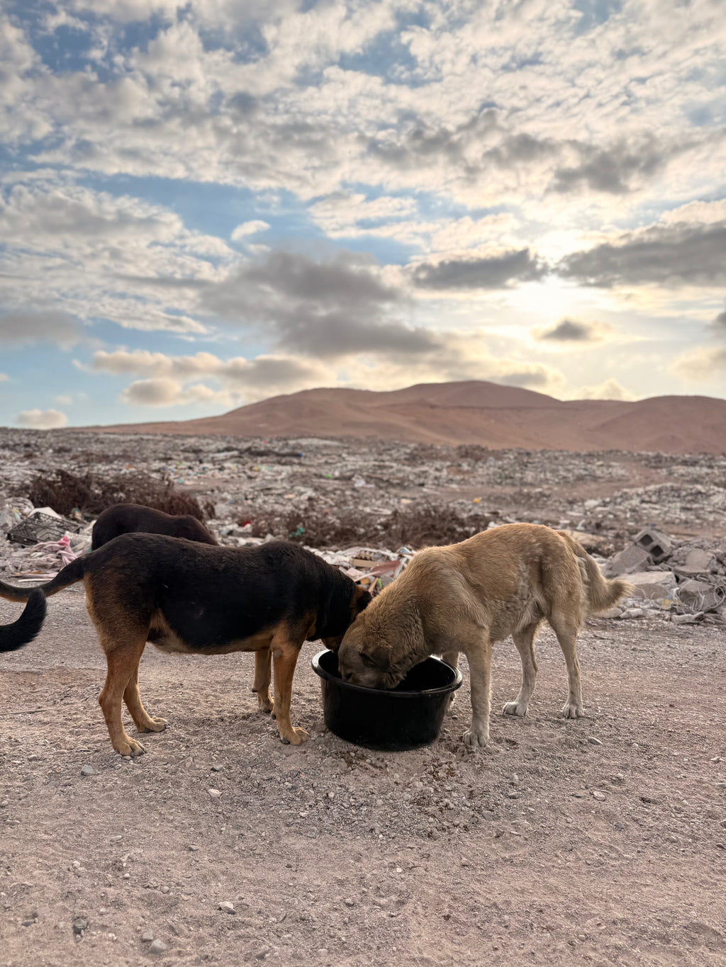 Donación para rescate animal 🐾