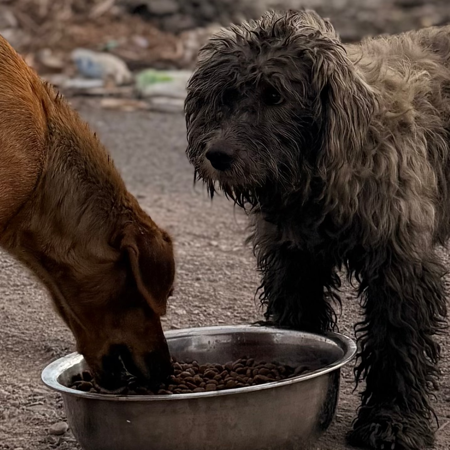 Donación para rescate animal 🐾