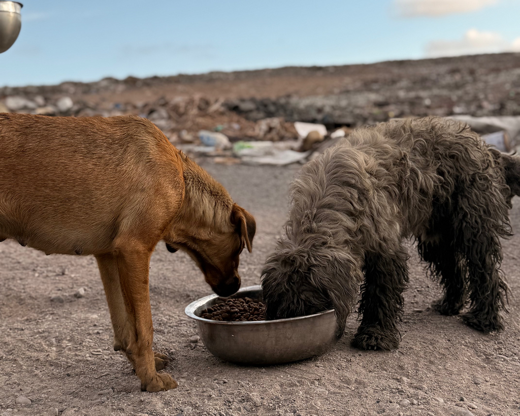 Donación para rescate animal 🐾