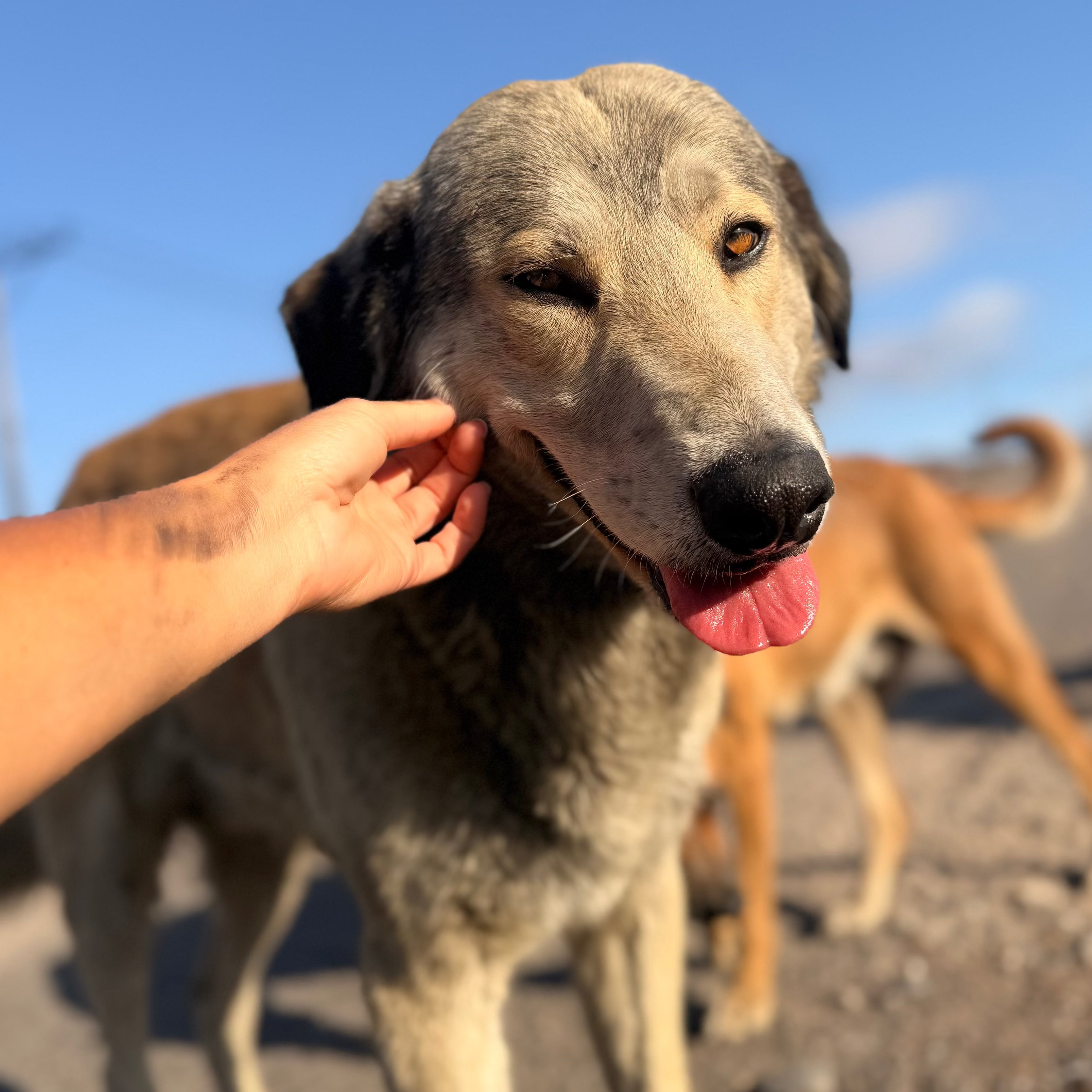 Donación para rescate animal 🐾