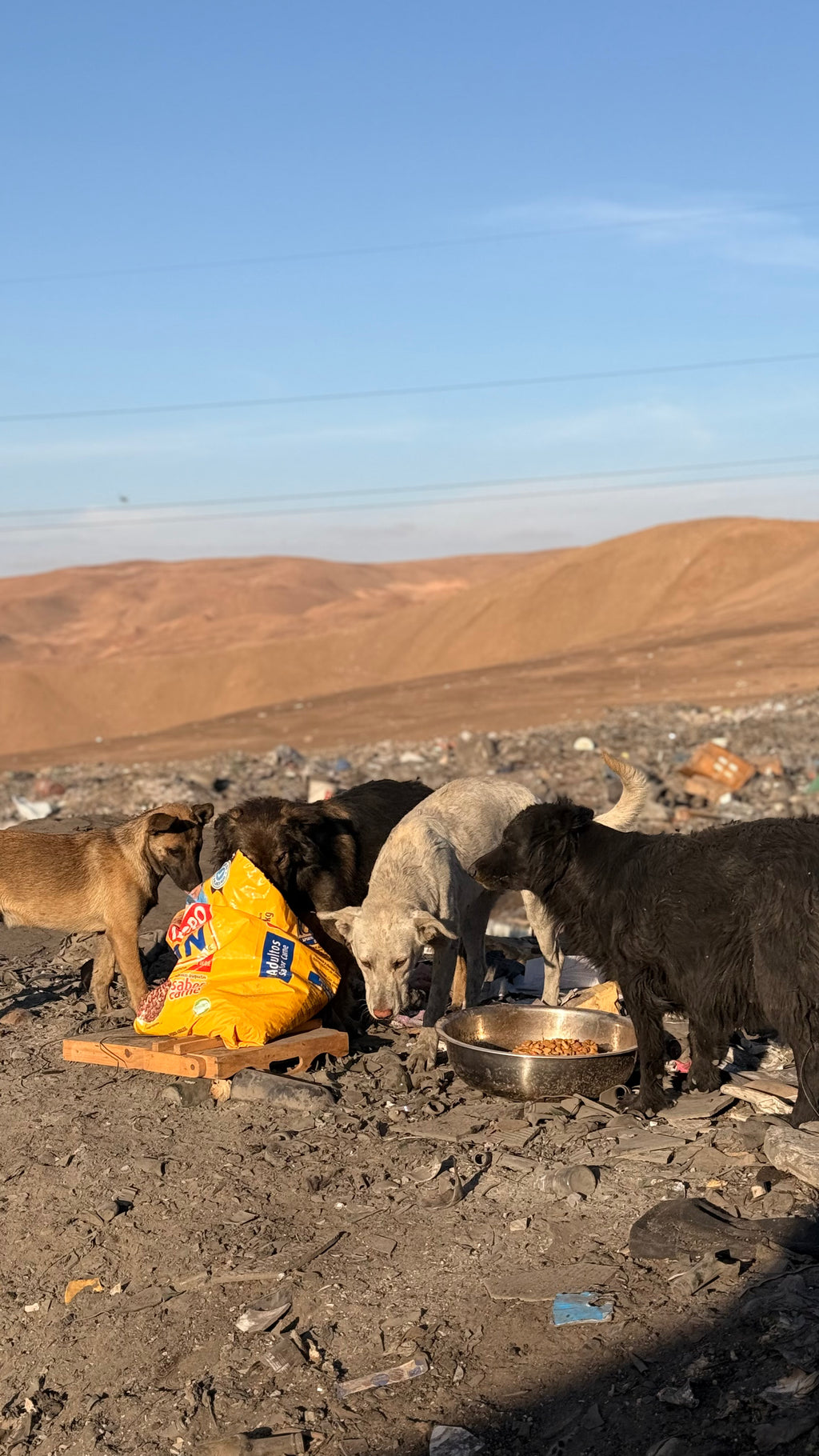 Donación para rescate animal 🐾