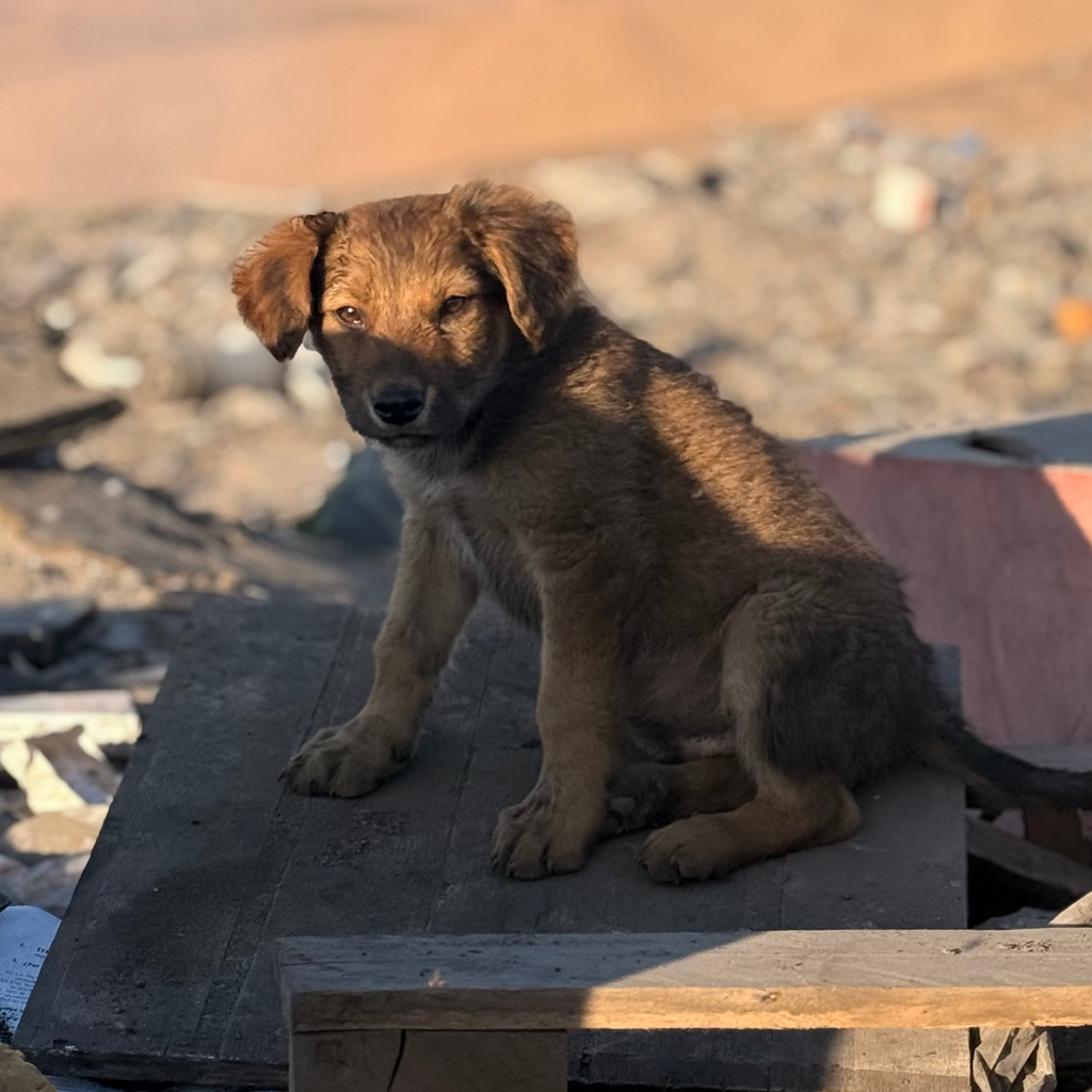 Donación para rescate animal 🐾