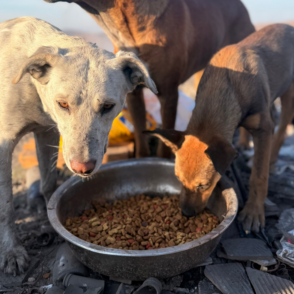 Donación para rescate animal 🐾