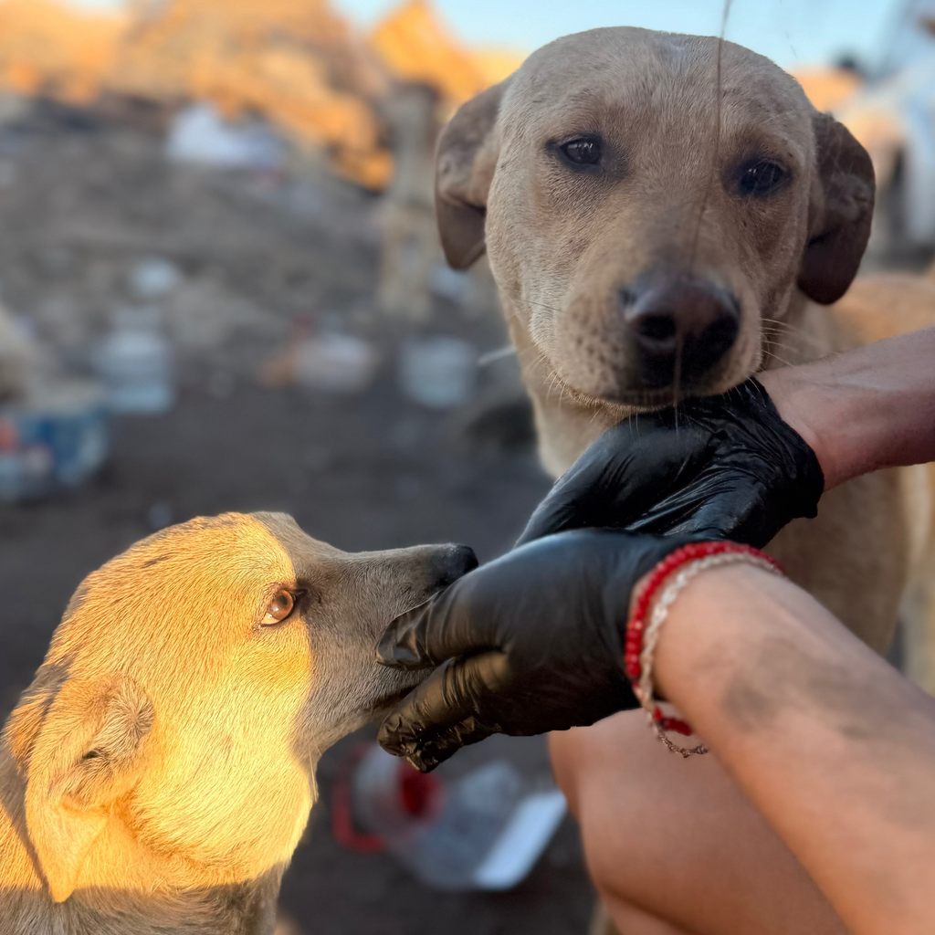 Donación para rescate animal 🐾