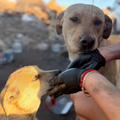 Donación para rescate animal 🐾
