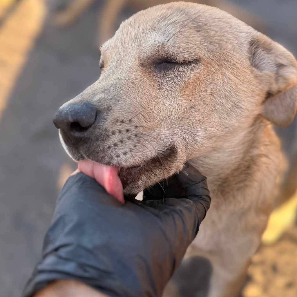 Donación para rescate animal 🐾